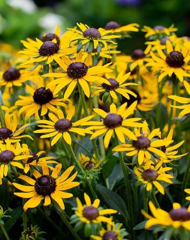 A dense cluster of yellow Black-eyed Susan flowers blooming in a summer garden.