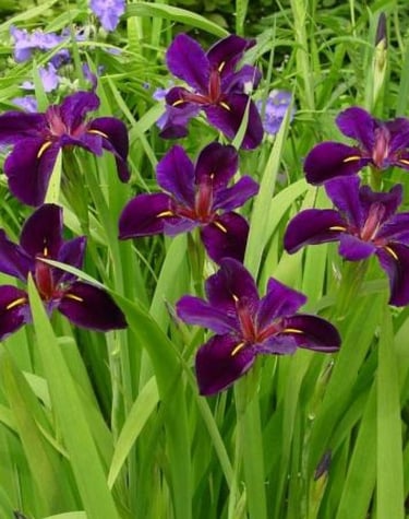 Deep purple Louisiana iris flowers blooming in a lush green garden setting.