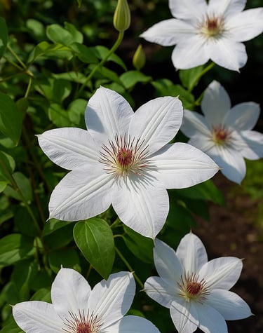 Large white clematis flowers with dark red centers blooming in a sunny garden.