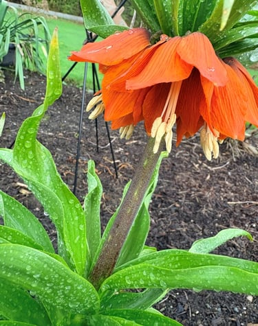 Orange crown imperial flower with raindrops on vibrant green leaves in a garden bed.