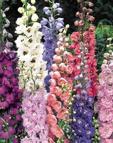 Vibrant delphinium flowers in shades of purple, pink, and white blooming on tall garden stems.