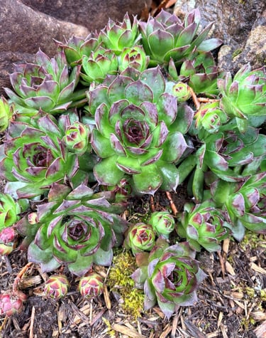 Clusters of green and purple Hens and Chicks succulents growing in a rocky garden bed.