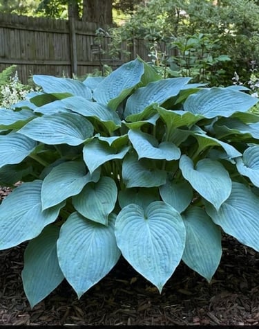 A large Blue Angel Hosta perennial plant with giant blue-green leaves growing in a backyard garden bed with mulch.