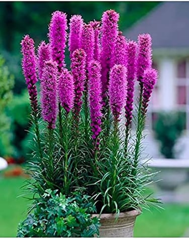 Vibrant purple Liatris spicata blazing star flowers blooming in a garden planter.