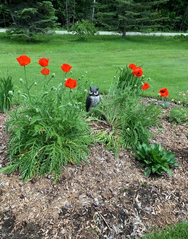 Vibrant red poppies blooming in a garden with a decorative owl decoy among green foliage.