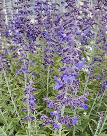 Close-up of vibrant Russian Sage flowers with purple blooms and silvery-green foliage in a garden.