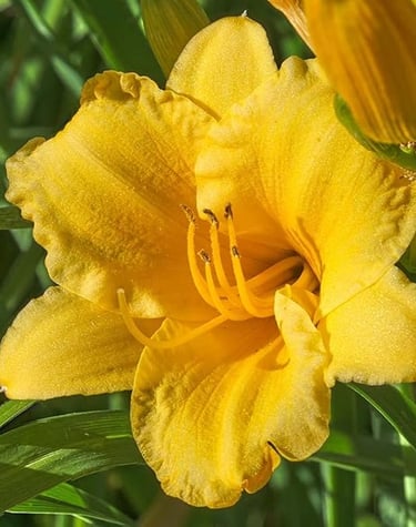 Vibrant yellow daylily flower blooming in a sunny garden with green foliage background.