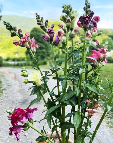 Fresh cut flowers from the farm