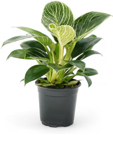 Philodendron Birkin with white variegation growing in chunky aroid soil mix with orchid bark