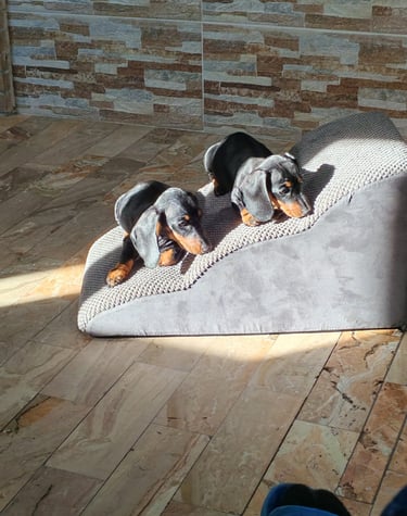 CUCCIOLI BASSOTTO PELO CORTO NANO Mesola Ferrara emilia romagna