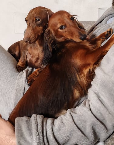 BASSOTTO NANO PELO CORTO E LUNGO Mesola Ferrara emilia romagna