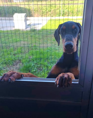 cucciola dobermann nero focato Vicenza Veneto