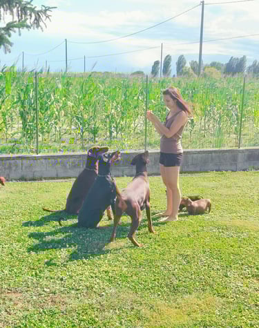 addestramento dobermann Ferrara emilia romagna