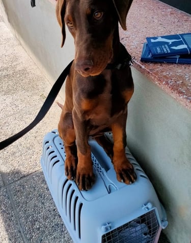 cucciola dobermann Padova Veneto