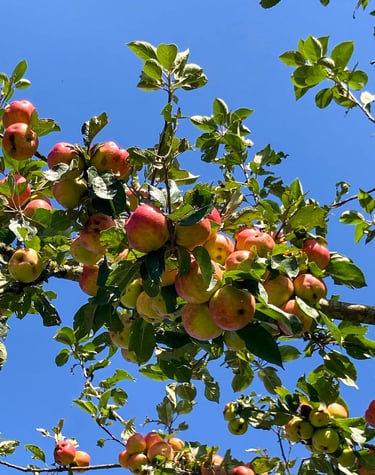 Les pommes de la cidrerie de la Gentilhommière