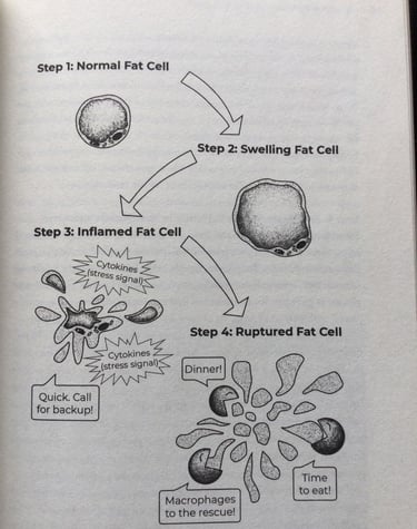 人体脂肪细胞内,堆积过多脂肪,发生肿胀,发炎,和破
