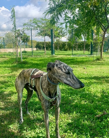 a dog is standing in the grass in Kanyini center