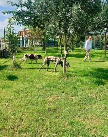 a man is walking with dogs in Kanyini center