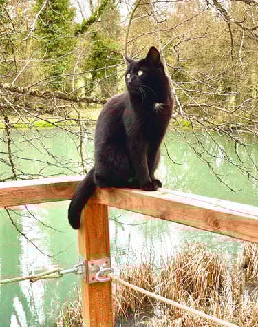 Chalet eau vacances foret nature chevaux 