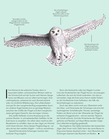 Snow owl illustration