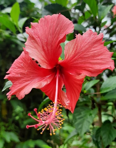 Gumamela grows in our farm's garden