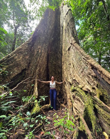 Shihuahuaco Baum Amazonas