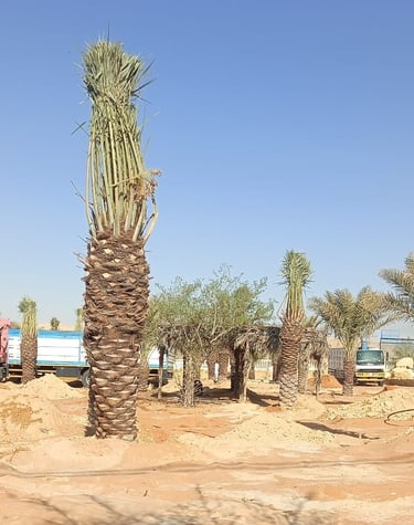 مشروع زراعة نخيل في أرض زراعية