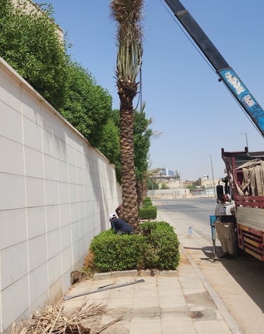زراعة نخيل عربي في الرياض