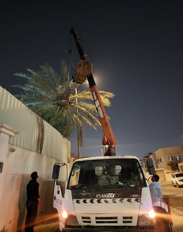 توريد نخيل عربي للفلل والمنازل