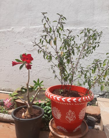 tulsi planter