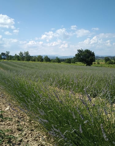 paysage agricole