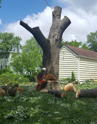Large rotten maple tree removal in Overland park Kansas. 
