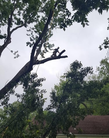 Large Maple removal in Shawnee Kansas. Technical rigging with large tree crew
