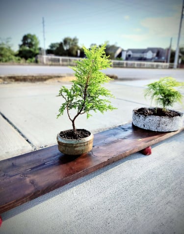 lemon cypress bonsai in planter