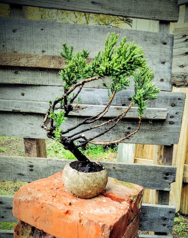 Juniperus procumbens nana