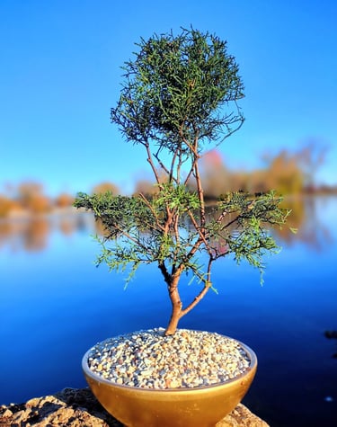 Image of Bonsai tree with lake in background in huntsville al
