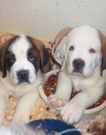 Saint Bernard puppies