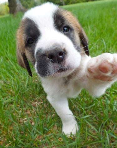 Saint Bernard 