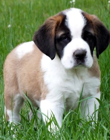 Saint Bernard puppy