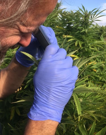 chanvre bio cap sizun audierne finstère récolté à la main