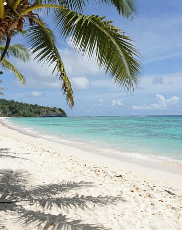 A peaceful beach scene with gentle waves and a lone palm tree at sunset.
