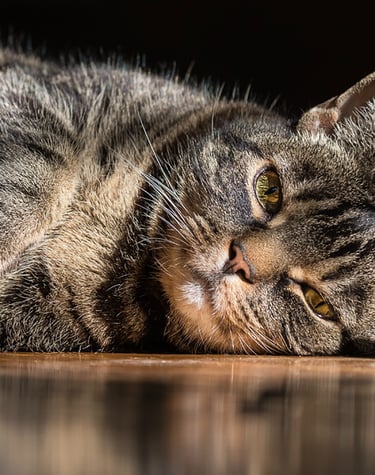 montreal qc pet photographer Ilana Block