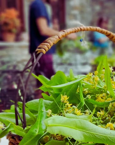 Tilia - Linden flowers workshop at Estia Pelion , at Portaria with Medical herbalist Manos Manolis