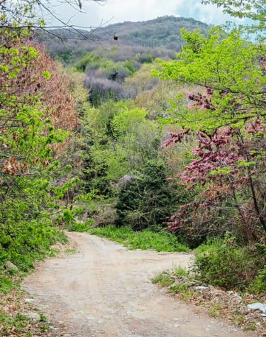 Scenery at guided herbal walk from Drakeia to Agios Lavrentios with medical herbalist Emmanouil Mano