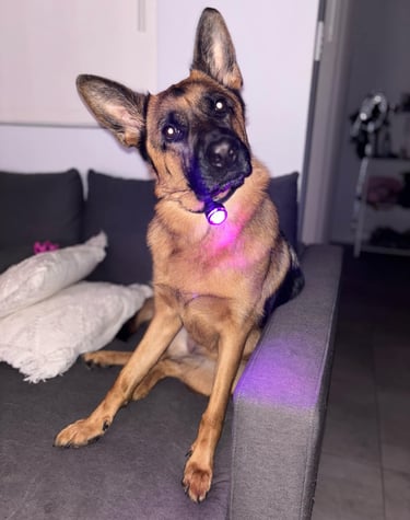 German Sheppard wearing the Flashhund Glow Light Plus. 