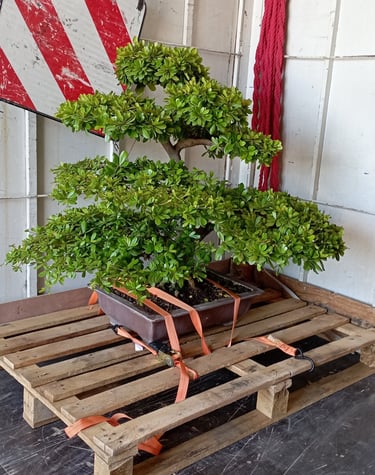 Transporte de Bonsais