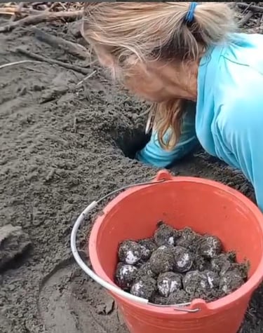Nest excavation at Playa Linda