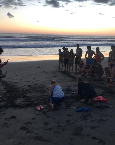 Sunset hatchling release at Playa Linda