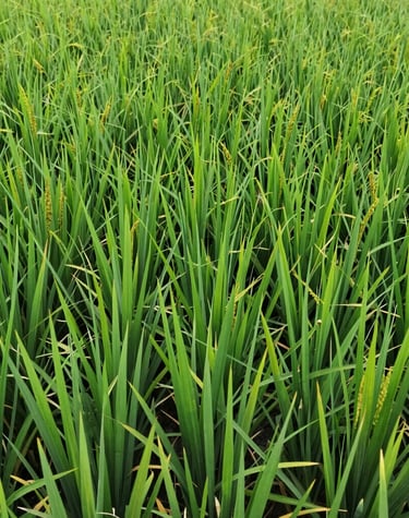 a person with tattoos on their arm