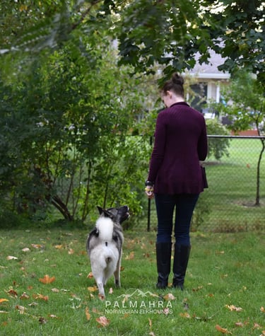 Trainer with Norwegian Elkhound
